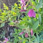 Epilobium latifolium Kwiat