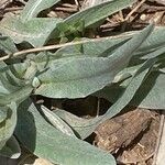 Centaurea graminifolia Blatt