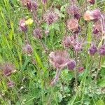 Geum rivaleFlor