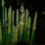 Eleocharis elegans Staniste