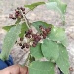 Zanthoxylum rhoifolium Fruit