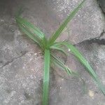 Hypoxis decumbens Leaf