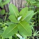 Asclepias purpurascens Leaf