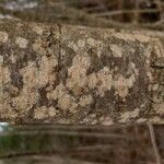 Alnus serrulata Corteza