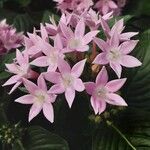 Pentas lanceolata Çiçek