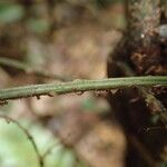 Lomariopsis hederacea その他の提案