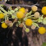 Vachellia pennatula Кветка