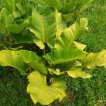 Philodendron melinonii Liść