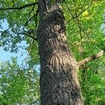 Quercus macrocarpa Bark