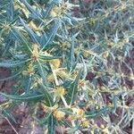 Xanthium spinosum Fruit