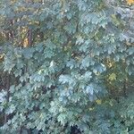 Acer pseudoplatanus List