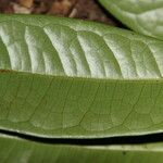 Gilbertiodendron unijugum Leaf