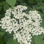 Sambucus canadensisFlower