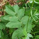 Sium sisarum Hoja