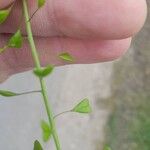 Capsella bursa-pastoris 葉