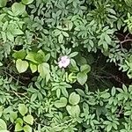 Rosa palustris Blüte