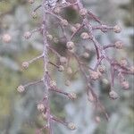 Acacia baileyana Fruit