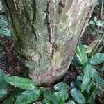 Bobgunnia fistuloides Corteza