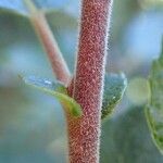 Salix myrsinifolia Bark