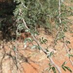 Vachellia tortilis Bark