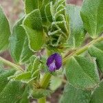 Vicia narbonensis Other