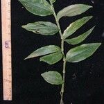 Ichnanthus nemorosus その他の提案