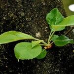 Malus sylvestris Fuelha