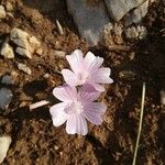 Malva hispanica फूल