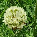 Trifolium repensFlower