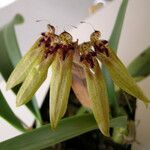 Bulbophyllum picturatum Fleur