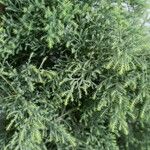 Juniperus chinensis Листок