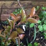 Camellia rosthorniana Leaf