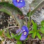 Veronica fruticans Blomma