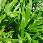 Agapanthus africanus Leaf