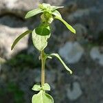 Theligonum cynocrambe Yaprak