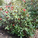 Rhododendron piercei Характер