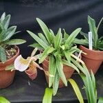 Paphiopedilum lawrenceanum 整株植物