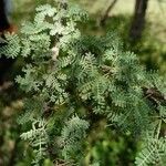 Mimosa aculeaticarpa Hoja