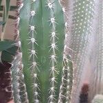Pachycereus pecten-aboriginum Hoja