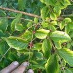 Frangula caroliniana Fruit