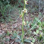 Ophrys arachnitiformis ശീലം