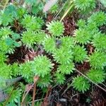 Saxifraga fragosoi Yaprak