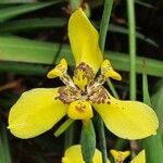 Trimezia martinicensis Flower