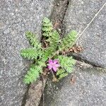 Erodium aethiopicum花