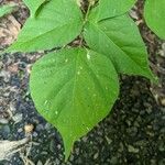 Hylodesmum glutinosum Leaf