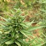 Cannabis sativa 葉