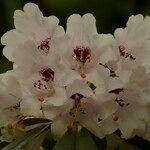 Rhododendron × geraldii Flower