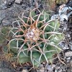 Discocactus heptacanthusFuelha