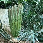 Encephalartos horridus Hábitos