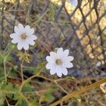 Geranium pyrenaicumFlower